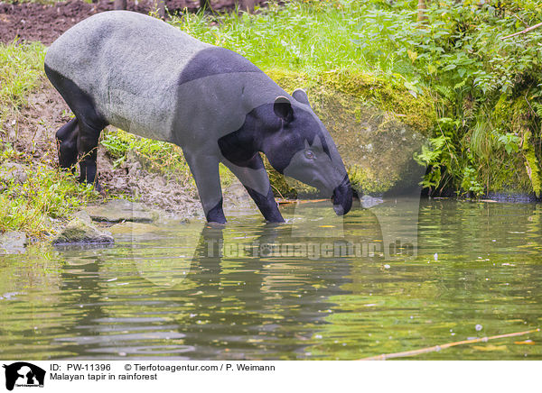 Schabrackentapir im Regenwald / Malayan tapir in rainforest / PW-11396