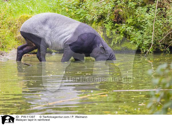 Schabrackentapir im Regenwald / Malayan tapir in rainforest / PW-11397