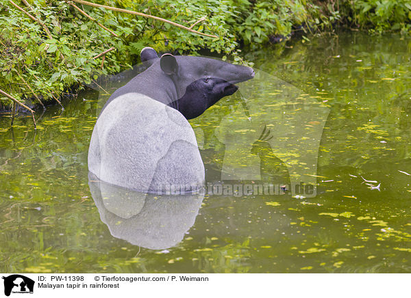 Malayan tapir in rainforest / PW-11398