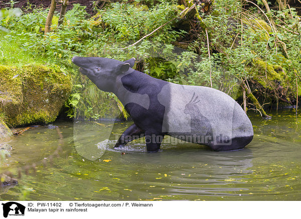 Malayan tapir in rainforest / PW-11402