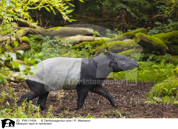 Malayan tapir in rainforest / PW-11404