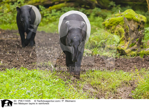two Malayan tapirs in rainforest / PW-11405