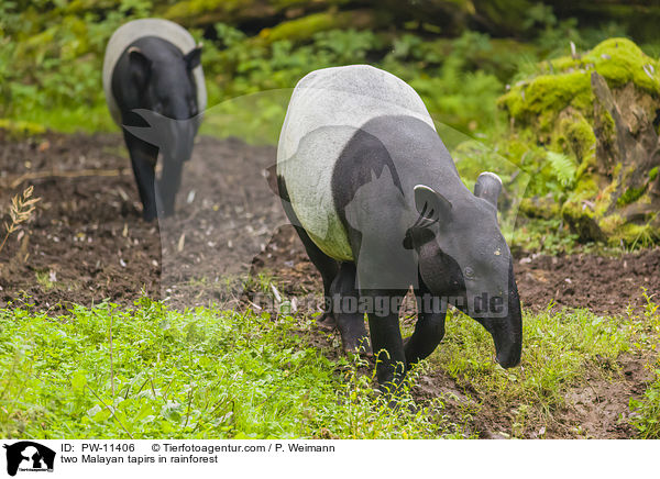two Malayan tapirs in rainforest / PW-11406