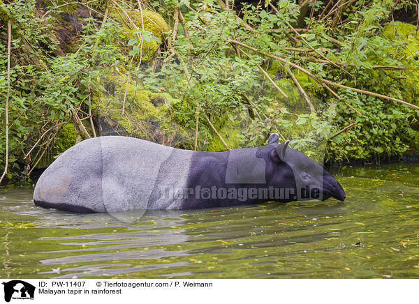 Schabrackentapir im Regenwald / Malayan tapir in rainforest / PW-11407