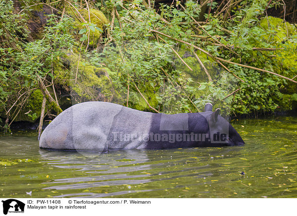 Schabrackentapir im Regenwald / Malayan tapir in rainforest / PW-11408