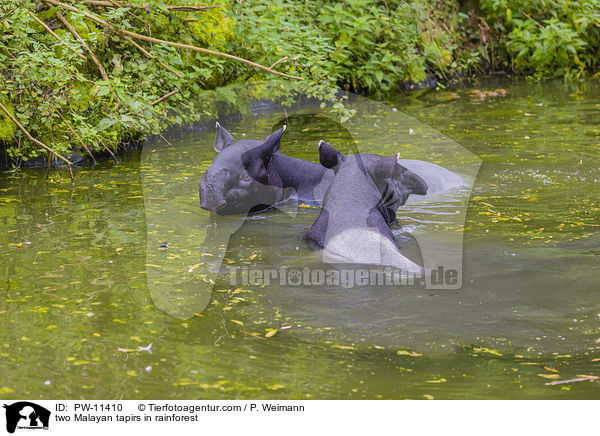 zwei Schabrackentapire im Regenwald / two Malayan tapirs in rainforest / PW-11410