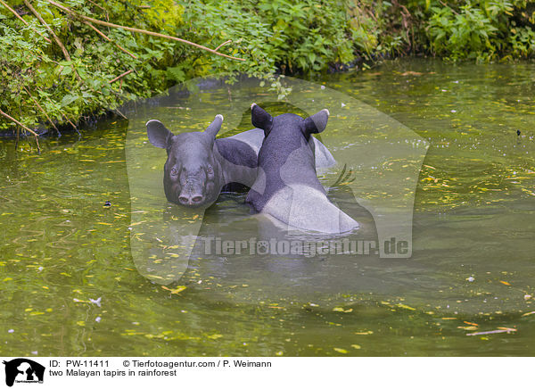 zwei Schabrackentapire im Regenwald / two Malayan tapirs in rainforest / PW-11411
