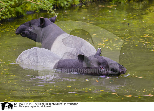 zwei Schabrackentapire im Regenwald / two Malayan tapirs in rainforest / PW-11414