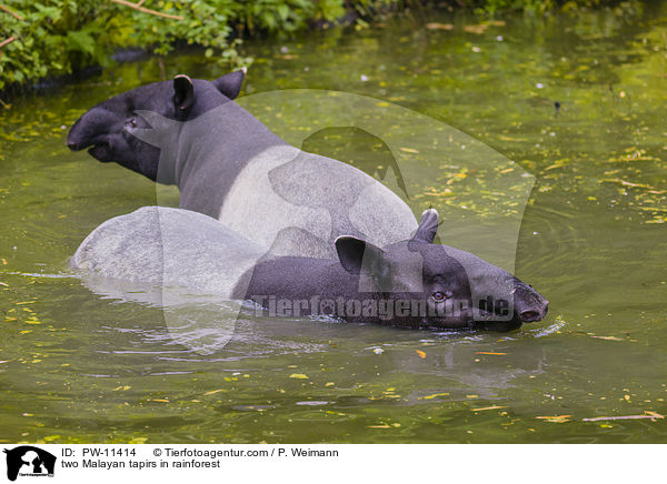 zwei Schabrackentapire im Regenwald / two Malayan tapirs in rainforest / PW-11414