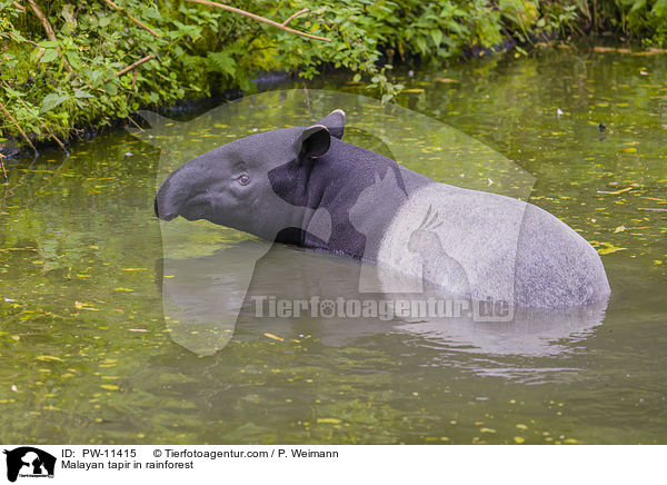 Schabrackentapir im Regenwald / Malayan tapir in rainforest / PW-11415