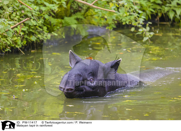 Schabrackentapir im Regenwald / Malayan tapir in rainforest / PW-11417