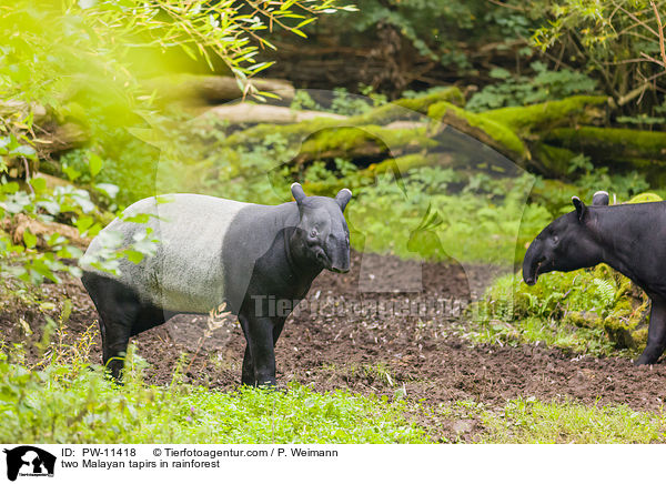 two Malayan tapirs in rainforest / PW-11418