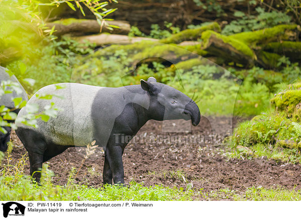 Malayan tapir in rainforest / PW-11419