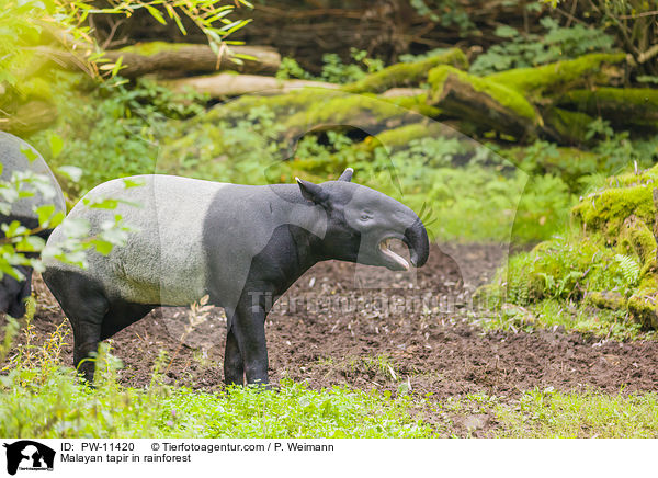 Malayan tapir in rainforest / PW-11420