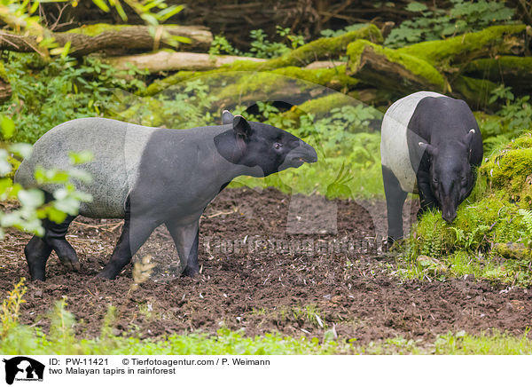 zwei Schabrackentapire im Regenwald / two Malayan tapirs in rainforest / PW-11421