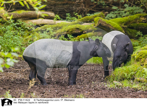 two Malayan tapirs in rainforest / PW-11422
