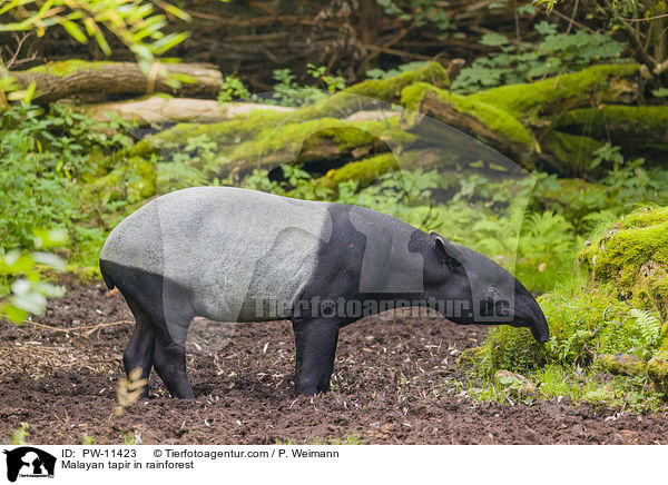 Schabrackentapir im Regenwald / Malayan tapir in rainforest / PW-11423