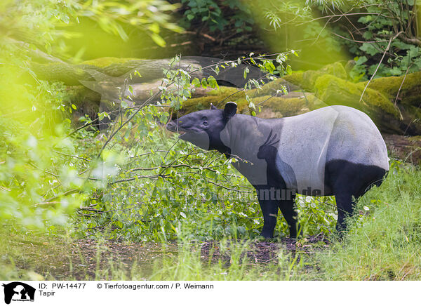 Tapir / Tapir / PW-14477