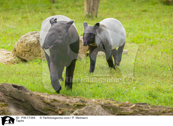 Tapirs / PW-17384