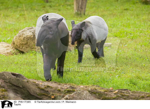 Tapirs / PW-17385