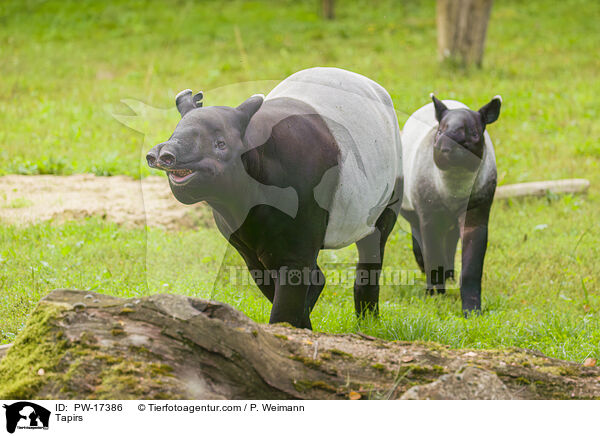 Tapirs / PW-17386
