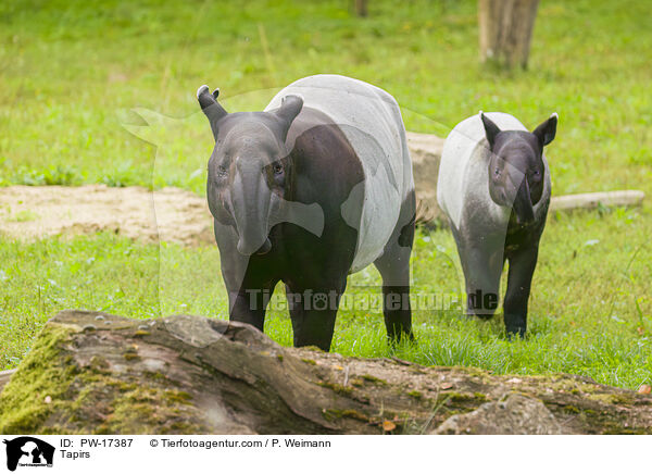 Tapirs / PW-17387