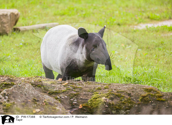 Tapir / Tapir / PW-17388