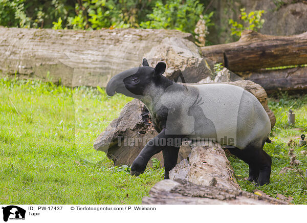 Tapir / Tapir / PW-17437