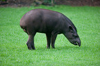 tapir