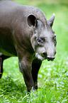 tapir