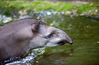 tapir