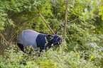 Malayan tapir in rainforest