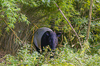 Malayan tapir in rainforest