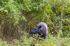 Malayan tapir in rainforest