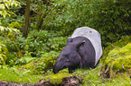 Malayan tapir in rainforest