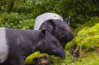 two Malayan tapirs in rainforest