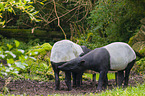 two Malayan tapirs in rainforest