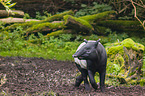 Malayan tapir in rainforest