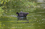 Malayan tapir in rainforest