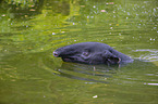 Malayan tapir in rainforest