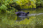 Malayan tapir in rainforest