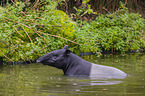 Malayan tapir in rainforest