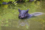 Malayan tapir in rainforest