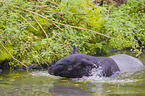 Malayan tapir in rainforest