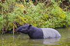 Malayan tapir in rainforest