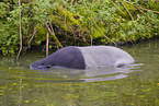 Malayan tapir in rainforest