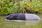 Malayan tapir in rainforest