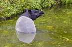 Malayan tapir in rainforest