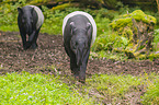 two Malayan tapirs in rainforest