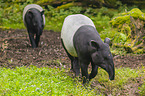 two Malayan tapirs in rainforest